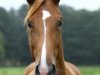 broodmare Florali B (Hanoverian, 2009, from For Edition)