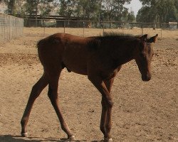 horse Kobuck (Appaloosa, 2009, from Jade Forest xx)