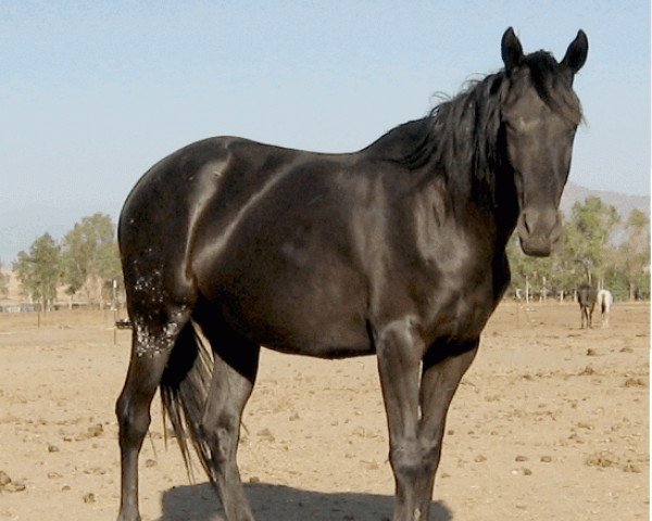 Zuchtstute Waps Midnight Eclipse (Appaloosa, 2003, von Wap Spotted xx)