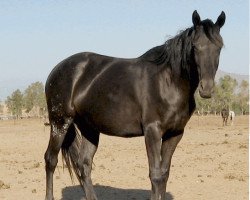 broodmare Waps Midnight Eclipse (Appaloosa, 2003, from Wap Spotted xx)