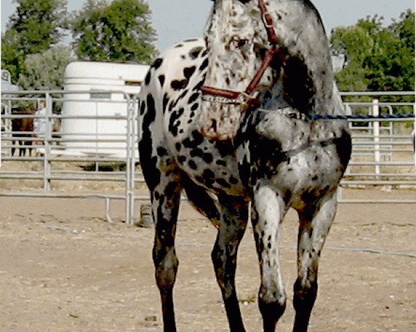 Deckhengst Wap Spotted xx (Appaloosa, 1987)