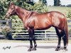 stallion Forest Wildcat xx (Thoroughbred, 1991, from Storm Cat xx)