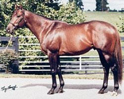 stallion Forest Wildcat xx (Thoroughbred, 1991, from Storm Cat xx)