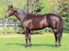 stallion Jade Robbery xx (Thoroughbred, 1987, from Mr. Prospector xx)