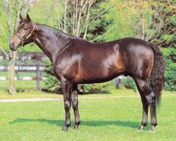 stallion Jade Robbery xx (Thoroughbred, 1987, from Mr. Prospector xx)