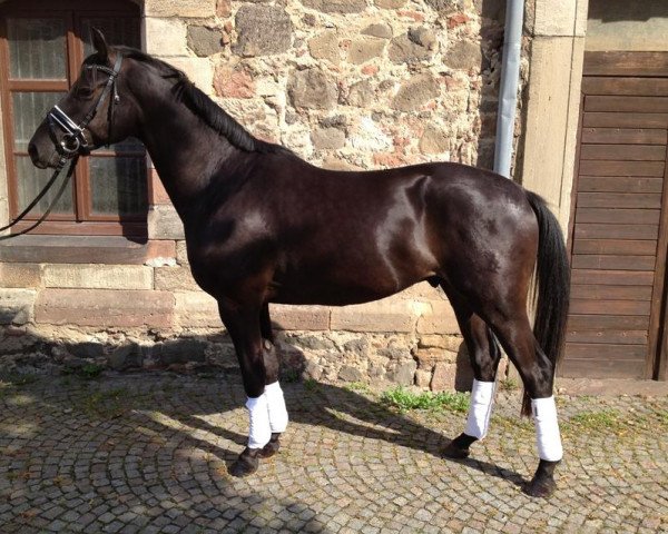 dressage horse Hohenfels (Trakehner, 2008, from Hohenstein I)