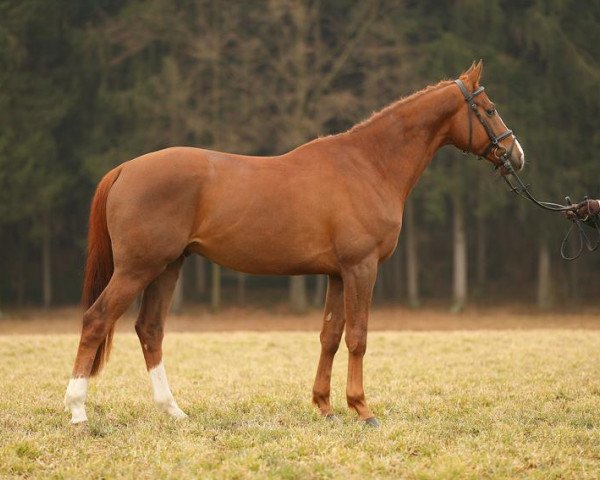 horse Funakaiki (Trakehner, 2009, from Cornus)