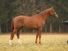 Pferd Funakaiki (Trakehner, 2009, von Cornus)