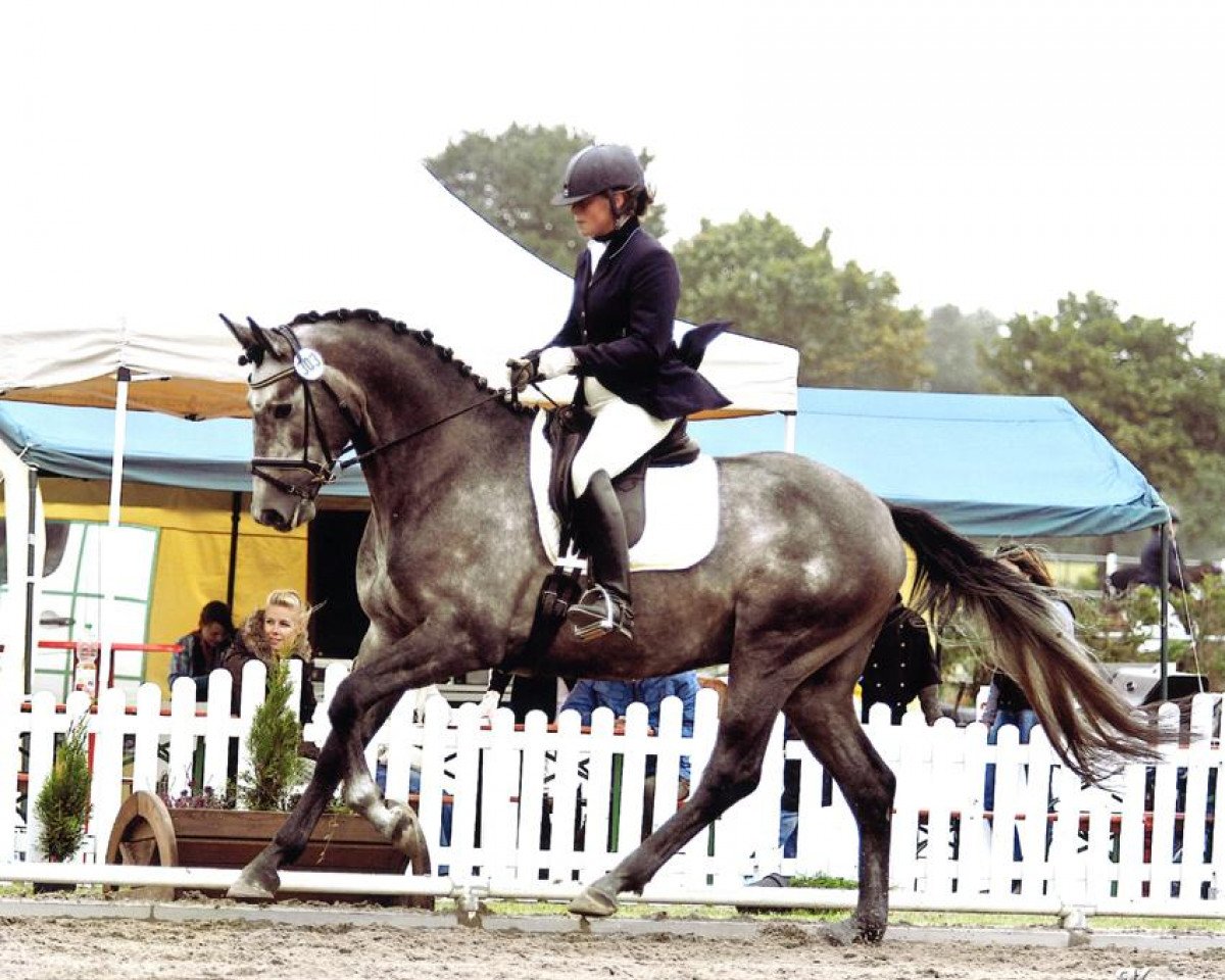 dressage horse Flantino (Trakehner, 2008, from Octavio)