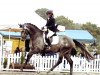 dressage horse Flantino (Trakehner, 2008, from Octavio)