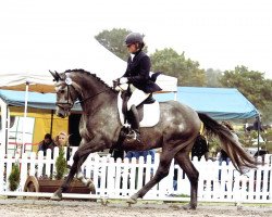 dressage horse Flantino (Trakehner, 2008, from Octavio)