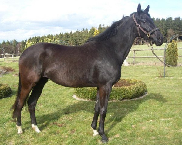 broodmare Emilia Romagna 4 (Trakehner, 2010, from Redecker)