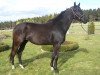 broodmare Emilia Romagna 4 (Trakehner, 2010, from Redecker)