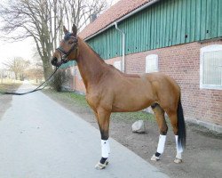 Dressurpferd Eddy 249 (Trakehner, 2008, von Kaiserdom)