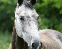 broodmare Geraldine B (Hanoverian, 2006, from Ginsberg)