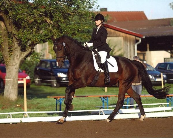 dressage horse Doninzetti (Trakehner, 2007, from In Flagranti)