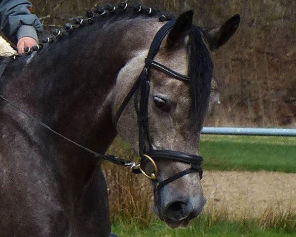 horse Diva (Trakehner, 2008, from Perechlest)