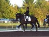 dressage horse Descartes (Trakehner, 2007, from Cadeau)