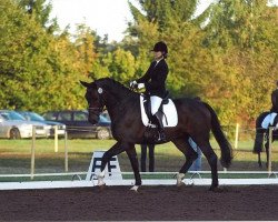 dressage horse Descartes (Trakehner, 2007, from Cadeau)