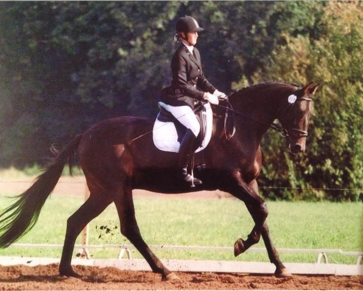 Dressurpferd Dark Heaven (Trakehner, 2002, von Hofrat)