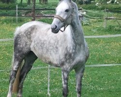 dressage horse Ginga Royal 2 (German Sport Horse, 2007, from Guiness)