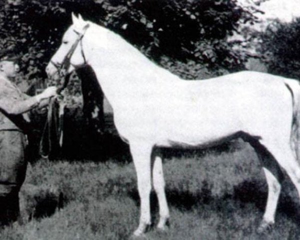 stallion Harun Al Raschid (Arabian, 1925, from Hassan 1906 ox)