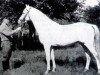 stallion Harun Al Raschid (Arabian, 1925, from Hassan 1906 ox)