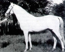 stallion Harun Al Raschid (Arabian, 1925, from Hassan 1906 ox)