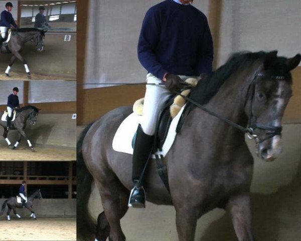 dressage horse Attila (Trakehner, 2009, from Impetus)