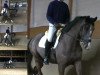 dressage horse Attila (Trakehner, 2009, from Impetus)