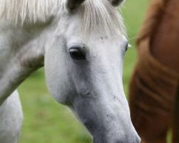 broodmare Blanca 27 (German Riding Pony, 1996)