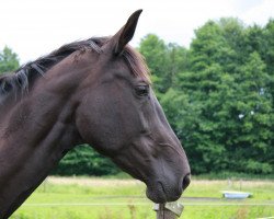 broodmare Calina (Hanoverian, 1996, from Calido I)