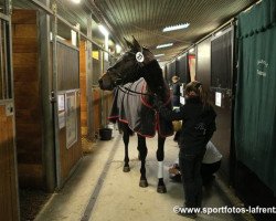 Dressurpferd Königssohn (Trakehner, 2011, von Kasimir TSF)