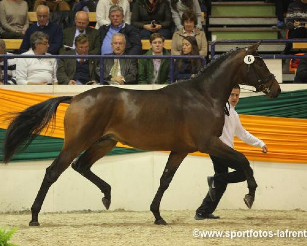 Deckhengst Scaglietti (Trakehner, 2011, von All Inclusive)