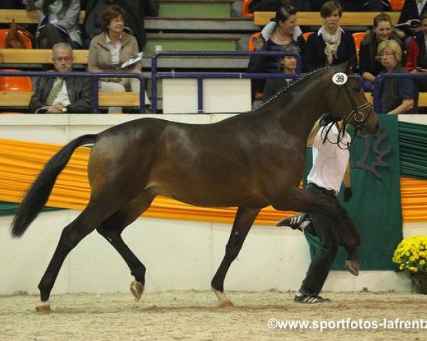 stallion Kissinger (Trakehner, 2011, from Singolo)