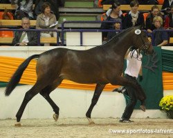 stallion Kissinger (Trakehner, 2011, from Singolo)