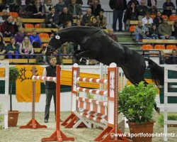 stallion Gorbatschow (Trakehner, 2011, from Abendtanz)