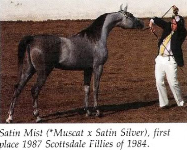 Zuchtstute Satin Mist ox (Vollblutaraber, 1984, von Muscat 1971 ox)