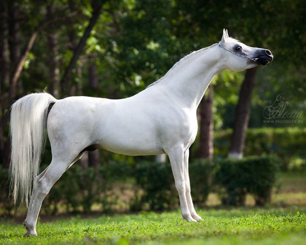 stallion HK Marcello 2005 ox (Arabian thoroughbred, 2005, from Marwan Al Shaqab ox)