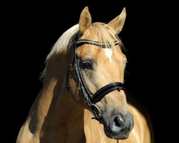 stallion Kelts Pogue (German Riding Pony, 2004, from FS Pontiac)