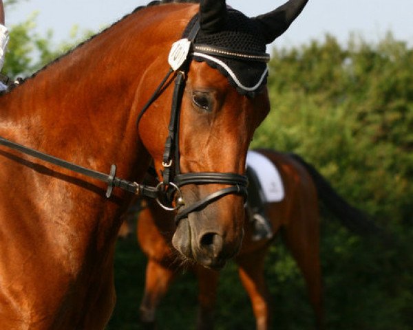 broodmare Chily Peppa (Württemberger, 2006, from Chapot)