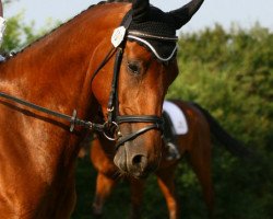 broodmare Chily Peppa (Württemberger, 2006, from Chapot)