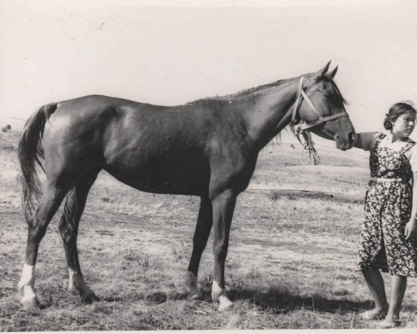 broodmare Klinika 1951 ox (Arabian thoroughbred, 1951, from Korej 1939 ox)