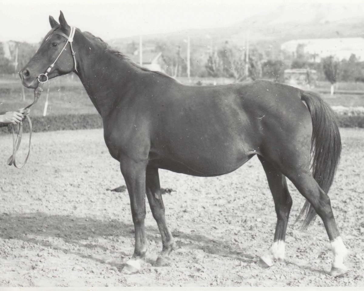 broodmare Kiprida 1964 ox (Arabian purebred, 1964, from Pomeranets 1952 ox)