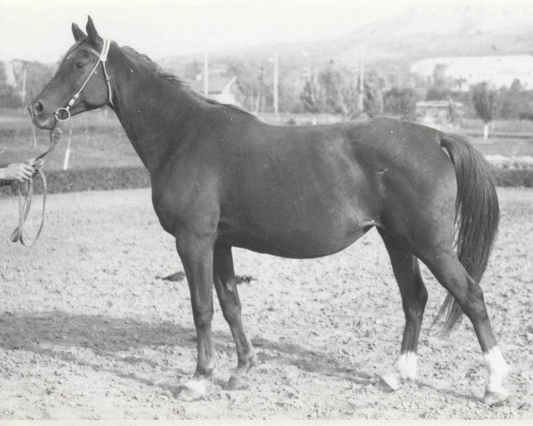 broodmare Kiprida 1964 ox (Arabian thoroughbred, 1964, from Pomeranets 1952 ox)