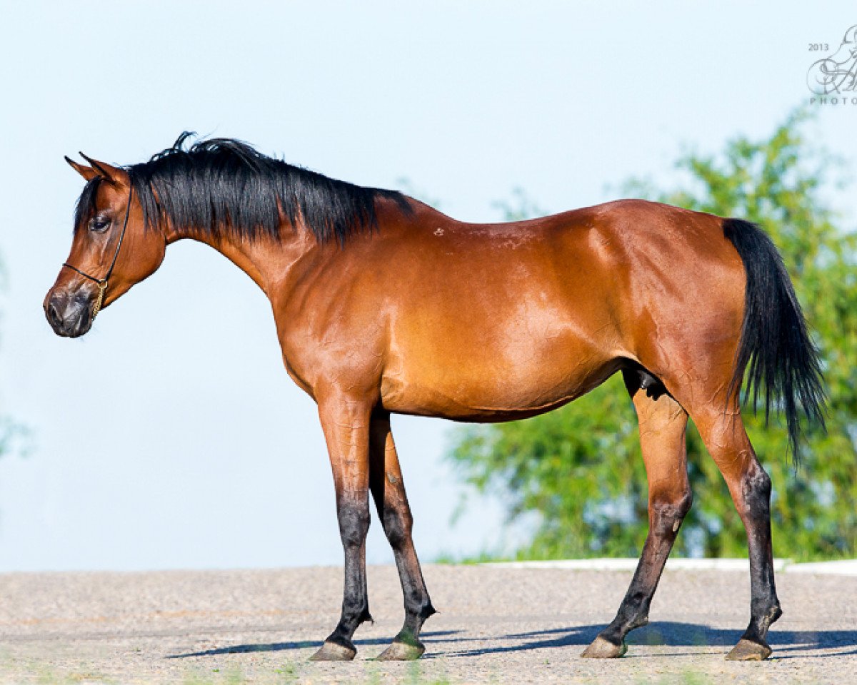 broodmare Bulava 2003 ox (Arabian purebred, 2003, from Anchar 1981 ox)