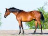 broodmare Bulava 2003 ox (Arabian thoroughbred, 2003, from Anchar 1981 ox)