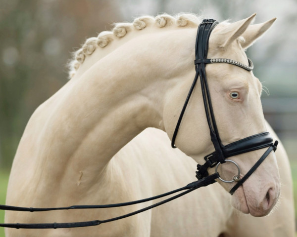 stallion Qandide (Oldenburg, 2019, from DSP Quasi Gold Md)