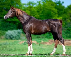 stallion Vostochniy ox (Arabian thoroughbred, 2008, from Status 2000 ox)