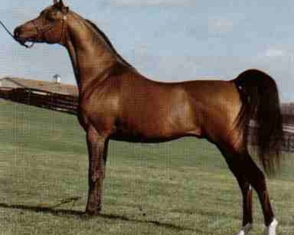 stallion Menes 1977 ox (Arabian thoroughbred, 1977, from Nabeg 1966 ox)